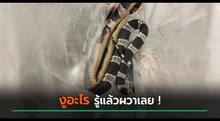 งูทับสมิงคลา