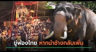 ช้างไทย