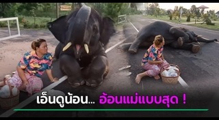 ช้างไทย