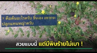 จัดสวนหน้าบ้าน