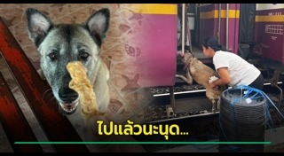 หมาเซเลบ