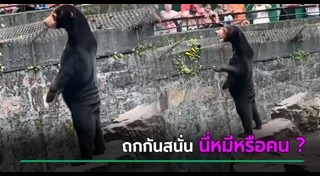 หมีหมา