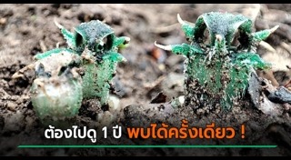 ผักตบชวา