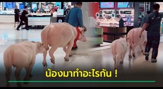 ควายเผือก