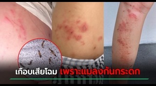 แมลงก้นกระดก