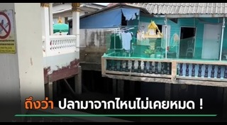 ปล่อยปลา