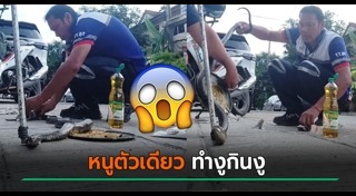 งูกินหนู