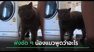 แมวพูดได้