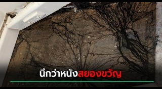 เชื้อราในบ้าน