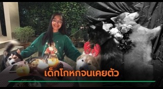 รถชนหมา