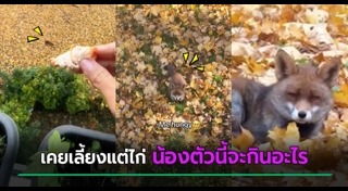 สุนัขจิ้งจอก