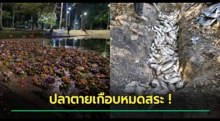 กระทงขนมปัง