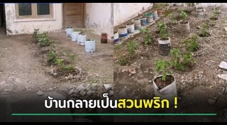 ปลูกผักสวนครัว