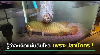 แผ่นดินไหวญี่ปุ่น