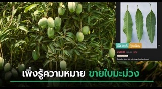 ใบกระท่อม