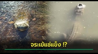 สัตว์เลื้อยคลาน
