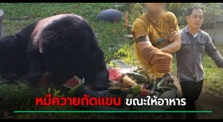 หมีควาย