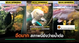 ปลาคาร์พ