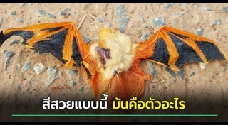 สัตว์ใกล้สูญพันธุ์