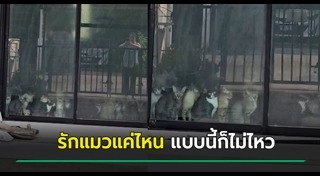 เลี้ยงแมว