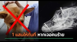 ทำร้ายสุนัข