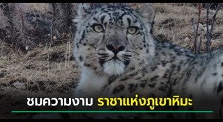 เสือดาว