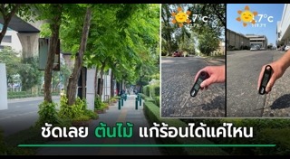 ต้นไม้ปลูกกลางแจ้ง