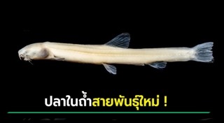 สัตว์ลึกลับ