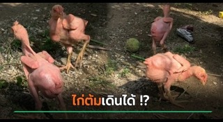 ไก่