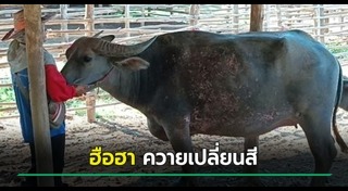 ควายไทย