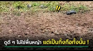 กิ้งกือ