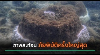 ปะการัง