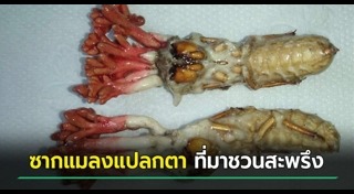 จักจั่น