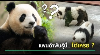 หมีแพนด้า