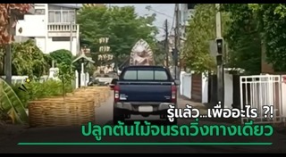 ปลูกต้นไม้