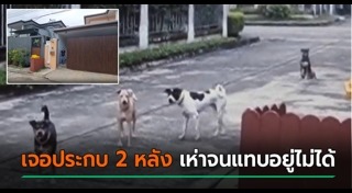 เลี้ยงสุนัข