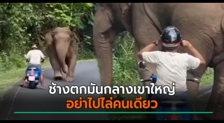 ช้างเขาใหญ่