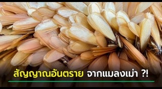 แมลงบุกบ้าน