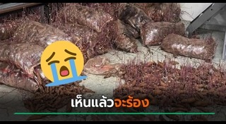 มันเทศ