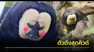 สัตว์น่ารักๆ