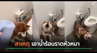 ทำร้ายสัตว์