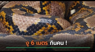 งูกินคน