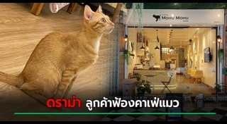 คาเฟ่แมว
