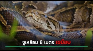 งูกินคน