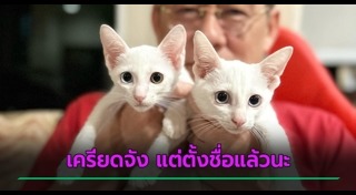 เลี้ยงแมว