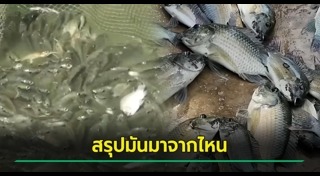 ปลาหมอสี