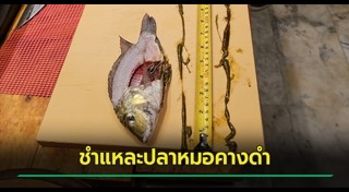 ปลาหมอคางดำ