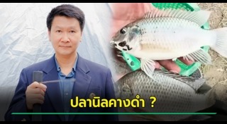 ปลาหมอคางดำ