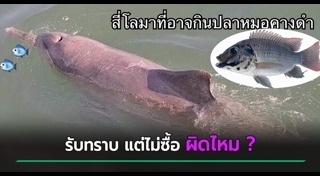 ปลาหมอคางดำ