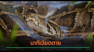 งูกินคน